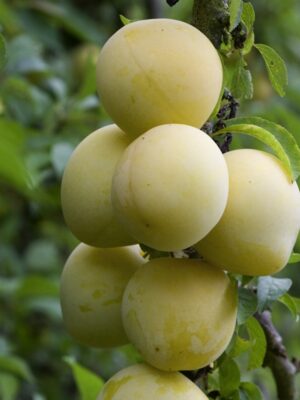 scion racines nues prunier reine claude de chambourcy