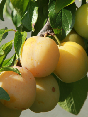 prunier reine claude diaphane bio scion racines nues