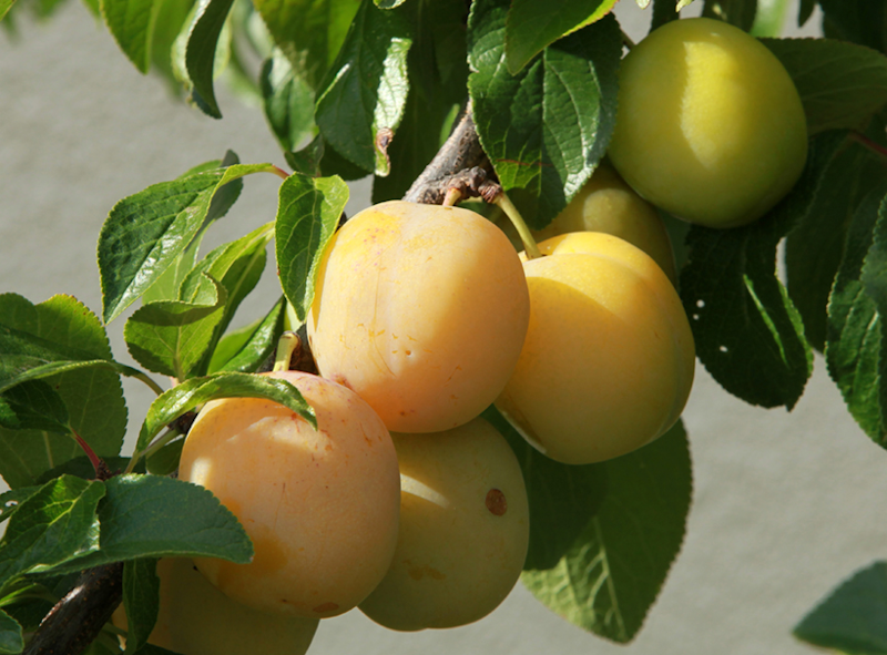 prunier reine claude diaphane bio scion racines nues