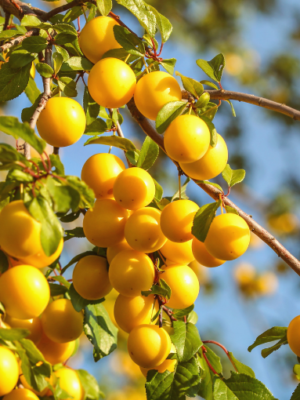 prunier bio reine claude dorée scion racines nues