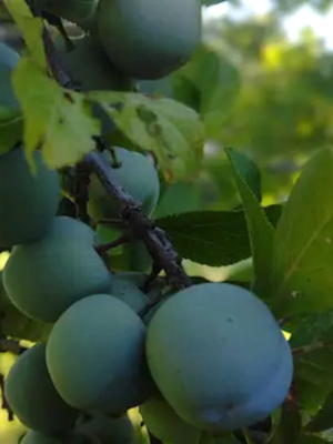 prunier bio racines nues reine claude verte bonne