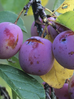 prunier bio reine-claude violette scion