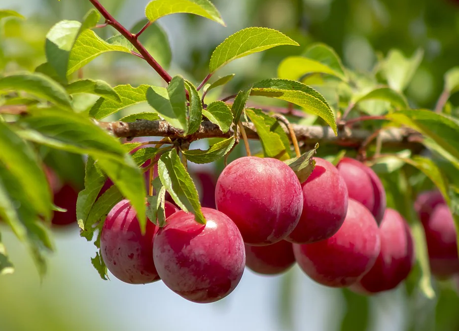 prunier bio rouge d'Arpheuilles scion en racines nues Vendée