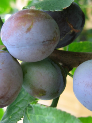 prunier scion en racines nues royale de Carcassonne