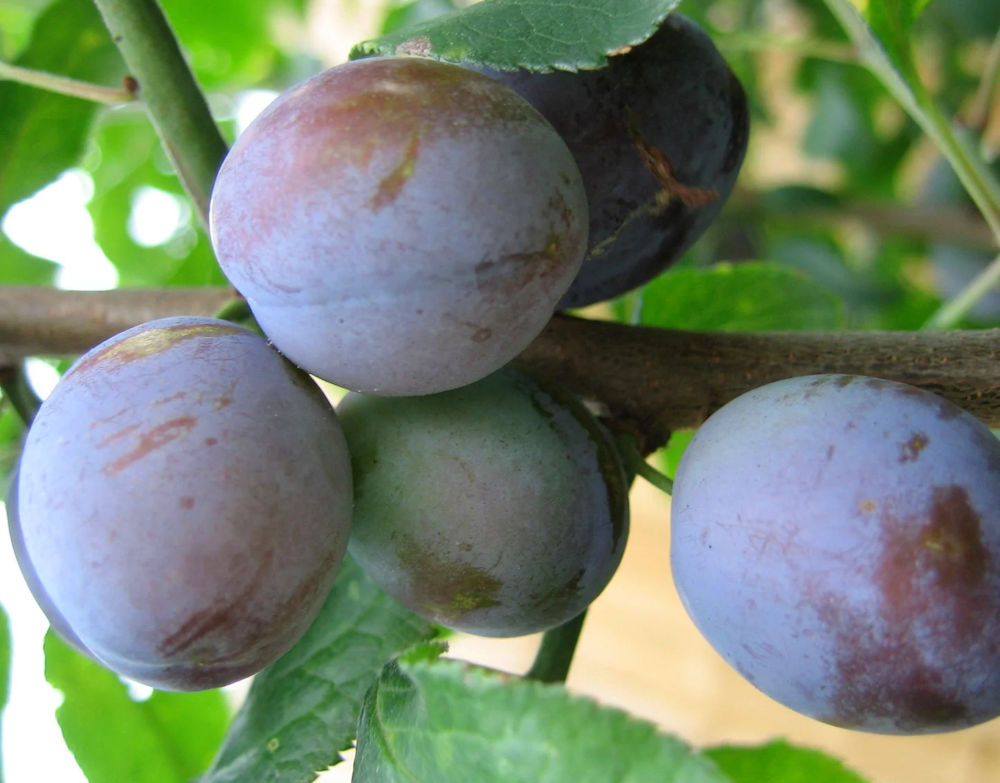 prunier scion en racines nues royale de Carcassonne