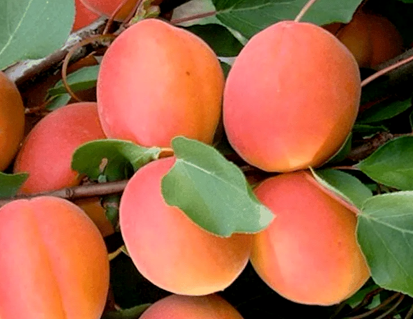 Orangered ou Orange rouge