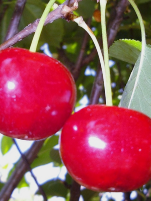 Cerise Royale ou Anglaise hâtive