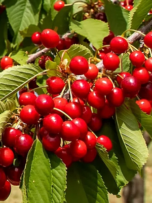 Cœur de Pigeon Rouge