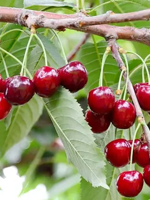 Géant d'Hedelfingen