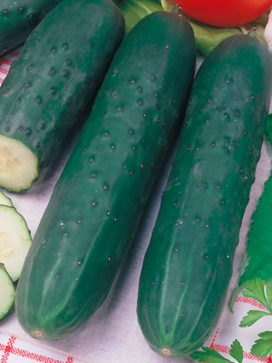 Concombres Vert Long Anglais