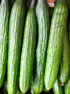 Concombres Vert Long Maraîcher