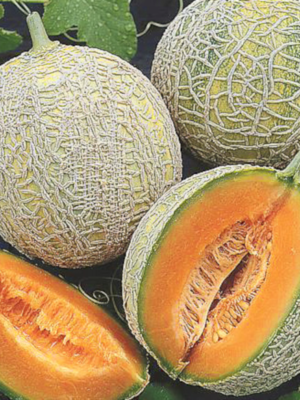 Melons Sucrin de Tours