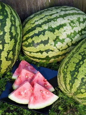 Pastèques Klondike Blue Ribbon