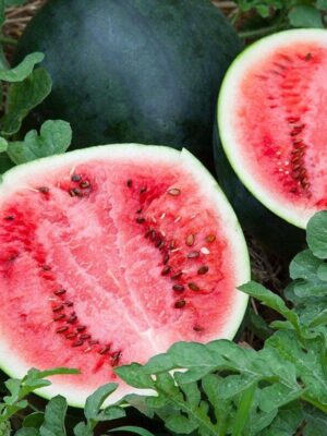 Pastèques Sugar Baby