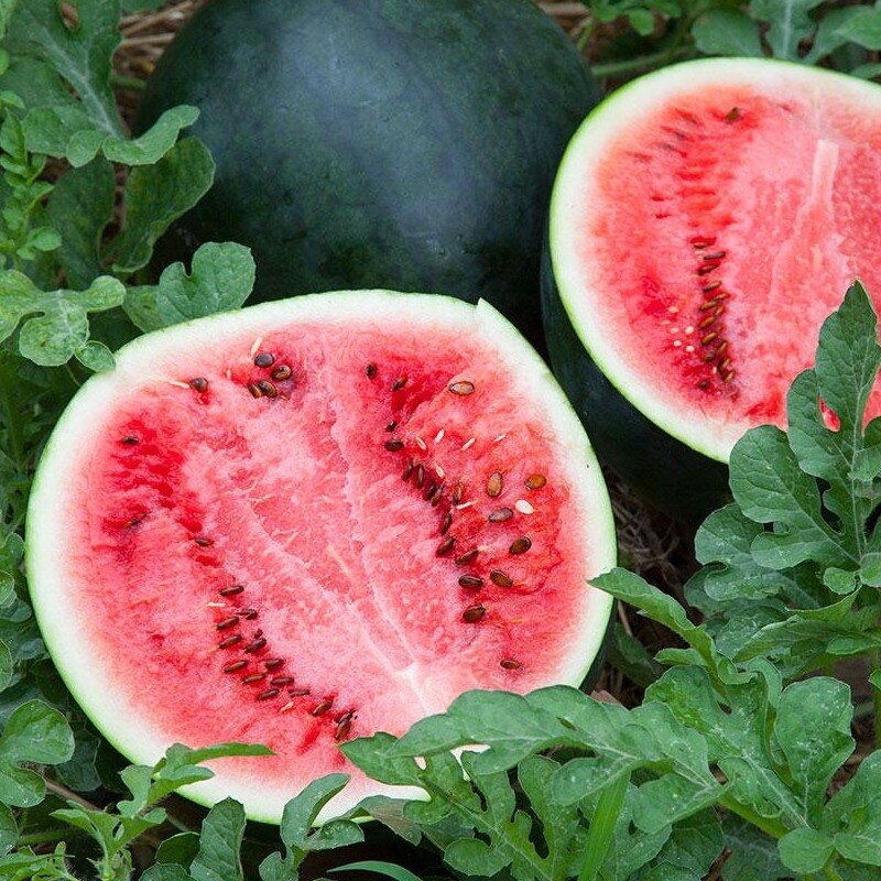 Pastèques Sugar Baby