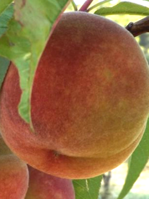 Belle de Montélimar