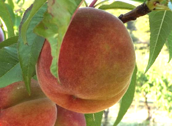 Belle de Montélimar