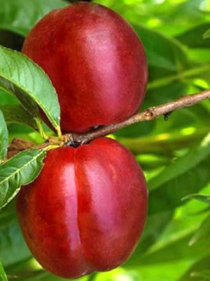 Nectarine Morton