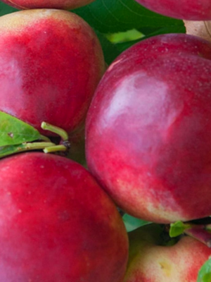 Nectarine Nectared 6