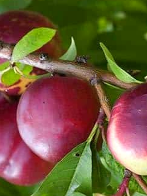Nectarine Nectarose