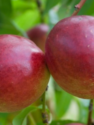 Nectarine Silverlode