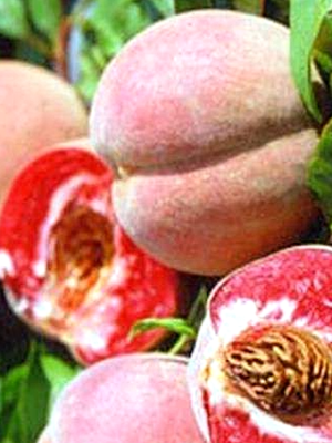 Sanguine de Manosque