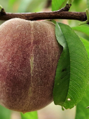 Sanguine de Saint-Laurent