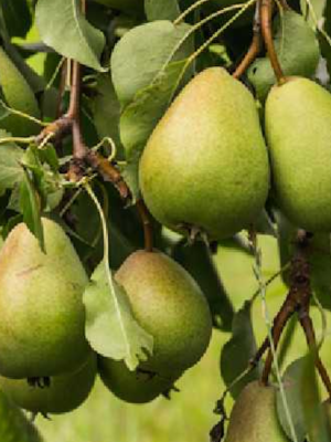 Duchesse d'Angoulême