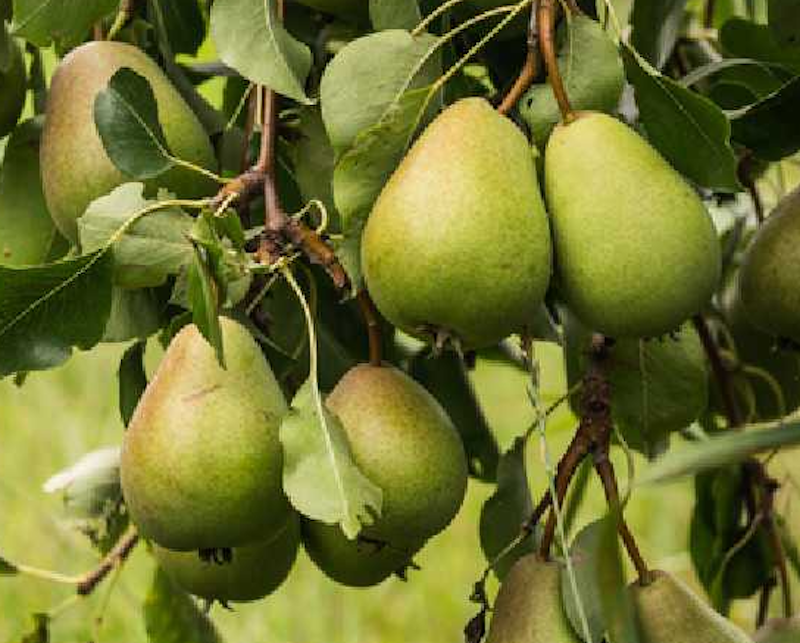 Duchesse d'Angoulême