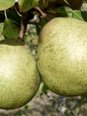 Joséphine de Malines