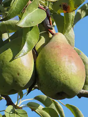 Légipont ou Fondante de Charneau