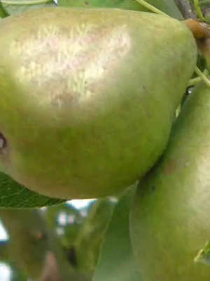 Mariette de Millepieds