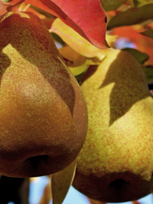 Souvenir du Congrès