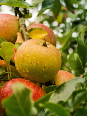 Belle Fille de l'Indre