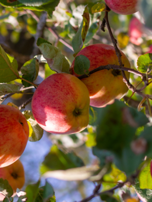Belle Fille de la Creuse