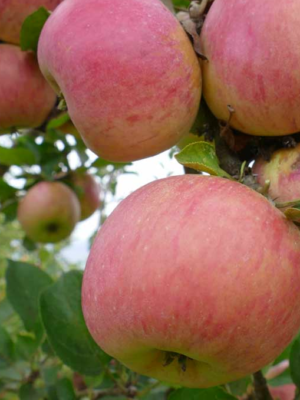 Belle Fille de Salins