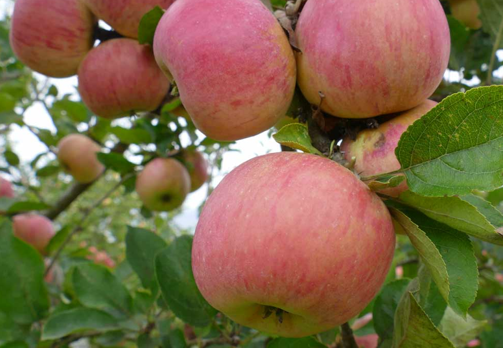 Belle Fille de Salins