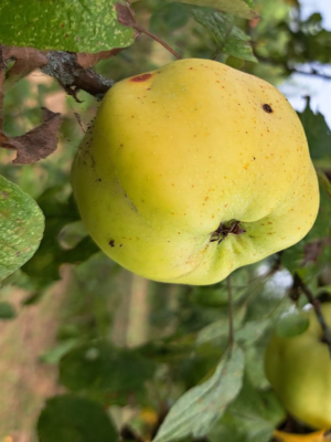 Calville Blanc d’Hiver