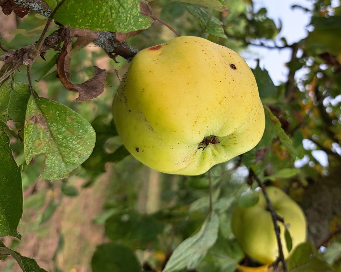 Calville Blanc d’Hiver