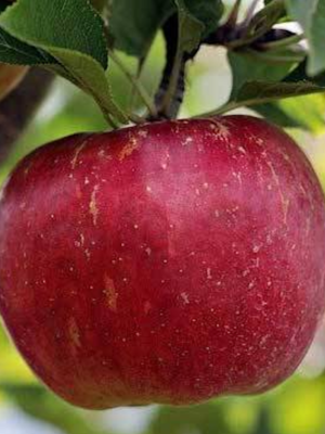 Calville Rouge d’Hiver