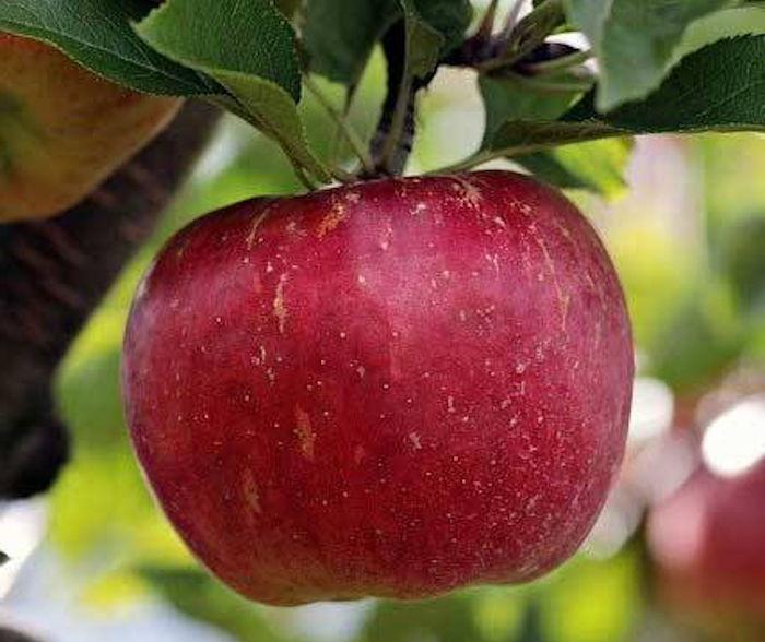 Calville Rouge d’Hiver