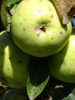 Calville Saint Sauveur