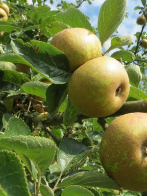 Court Pendu Grise du Limousin