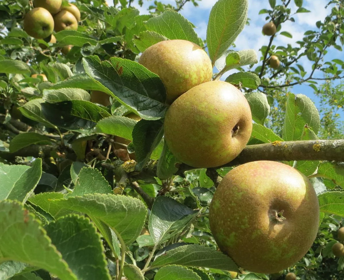 Court Pendu Grise du Limousin