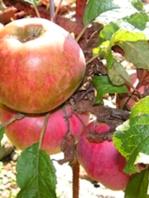 Court Pendu Rouge des Pyrénées