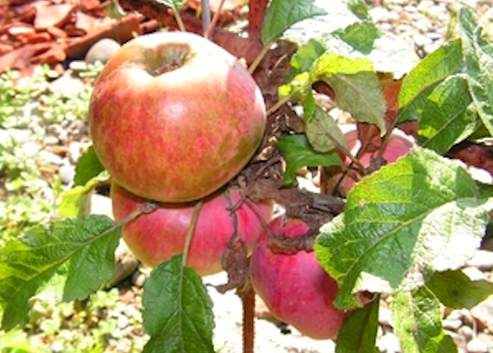 Court Pendu Rouge des Pyrénées