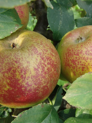 Drap d'Or ou Chailleux