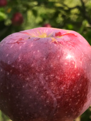 Framboisier du Jura ou Framboise