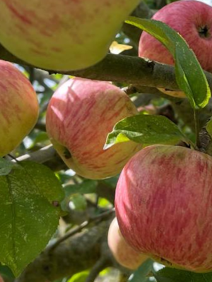 Jolis Bois ou Jolibois