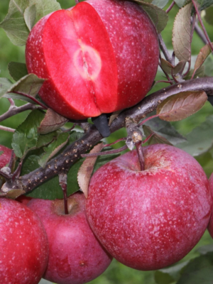 scion pommier raisin rouge bio vendée